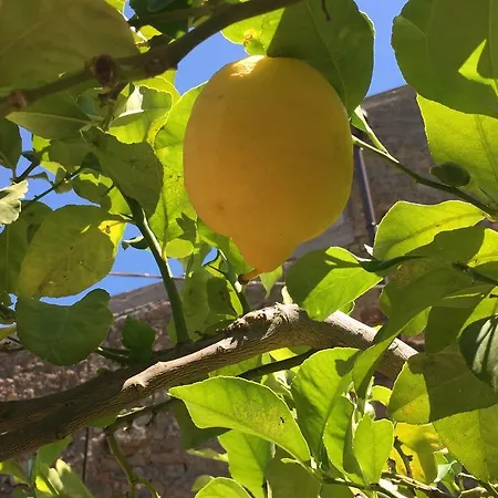 Lemon Tree Holiday home Tripi